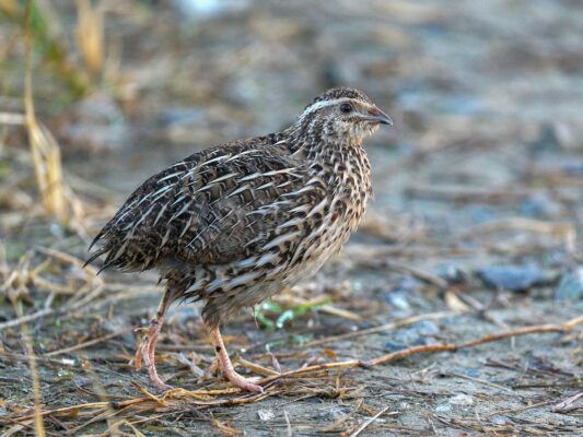Japanese_quail