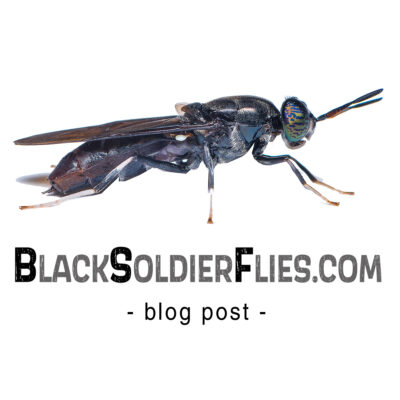 Black Soldier Flies